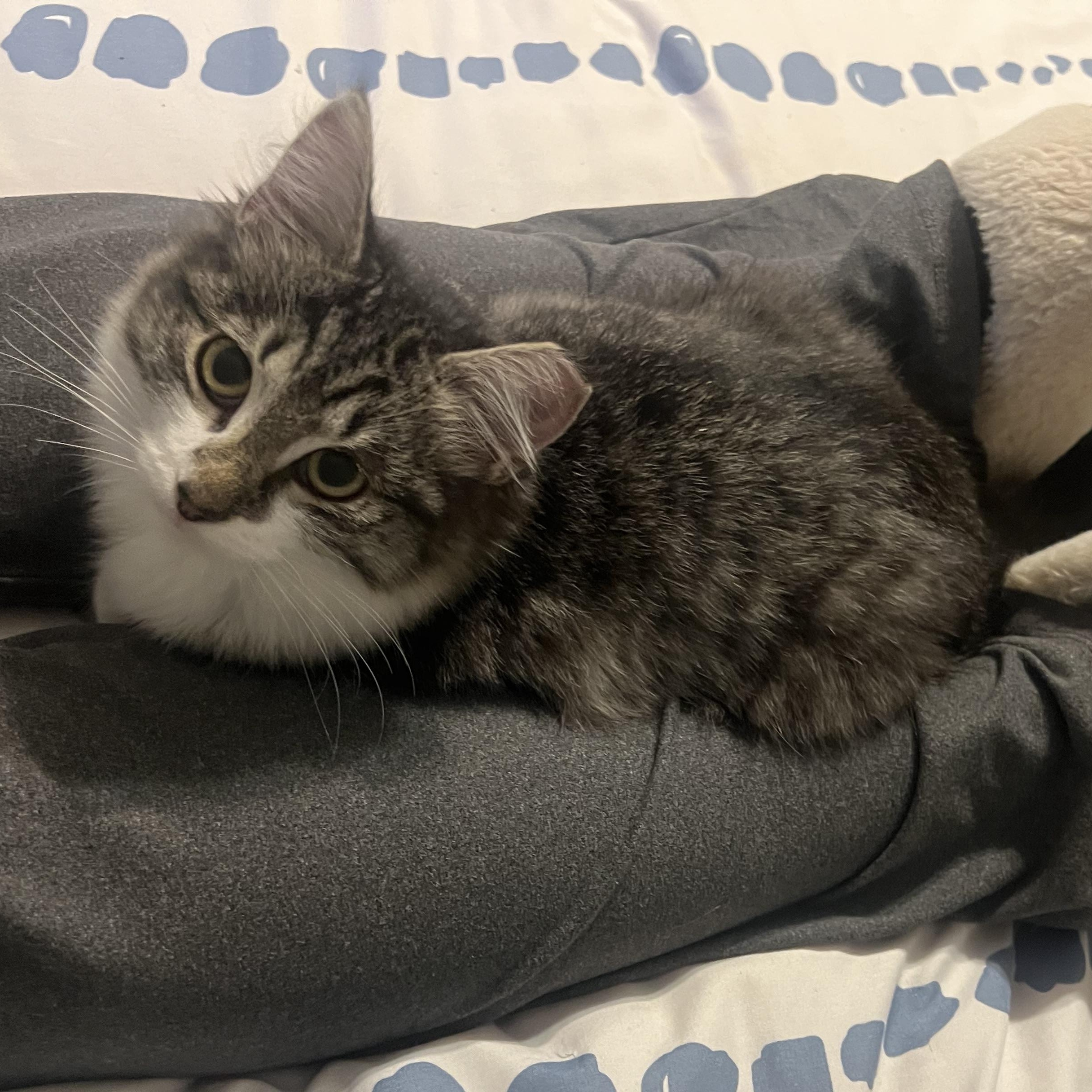 Cleopatra , an adoptable Domestic Long Hair in Renton , WA image 1/4