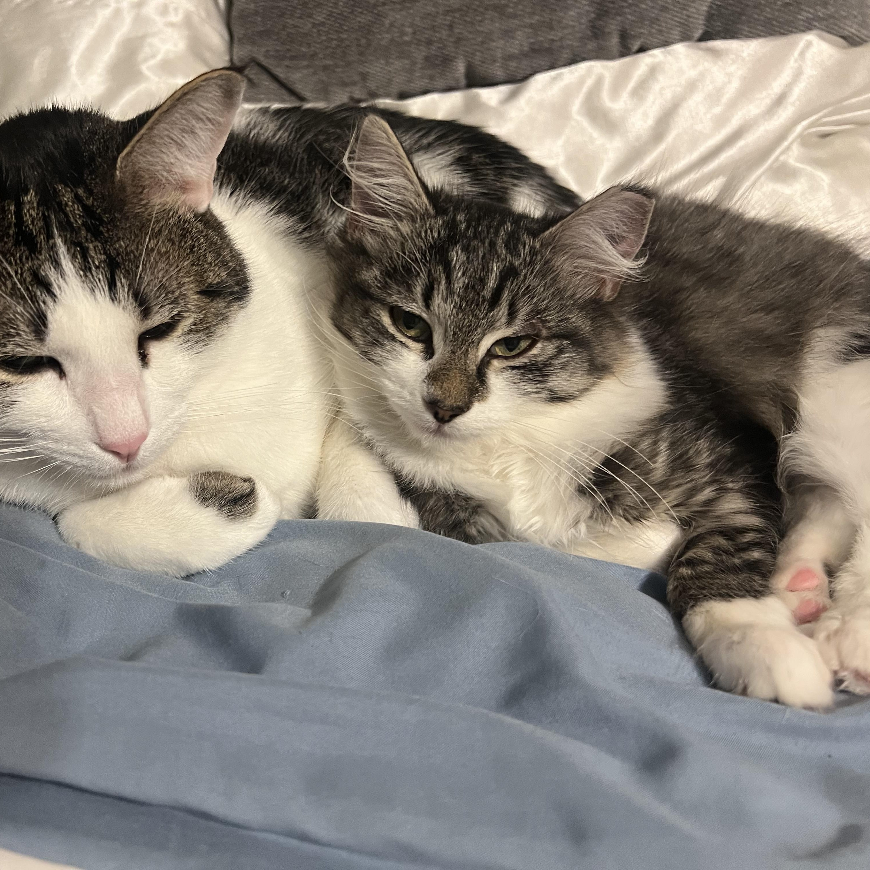 Cleopatra , an adoptable Domestic Long Hair in Renton , WA image 2/4