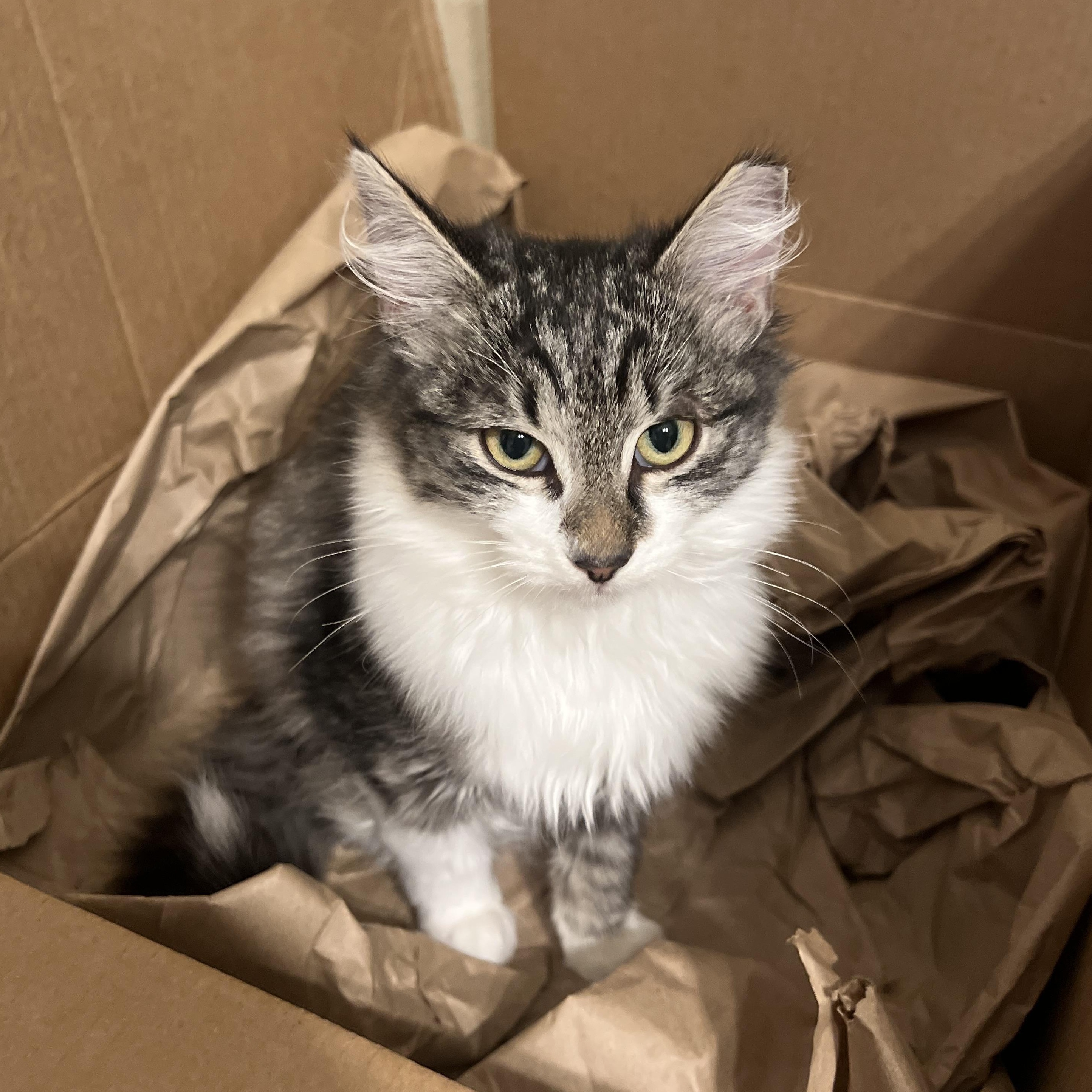 Cleopatra , an adoptable Domestic Long Hair in Renton , WA image 4/4