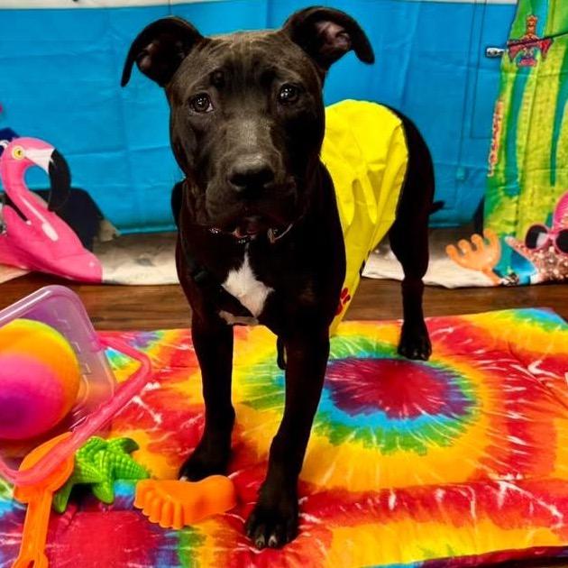 Enlarge Diesel, a Adoptable mixed breed in Blairsville, GA image 1/6
