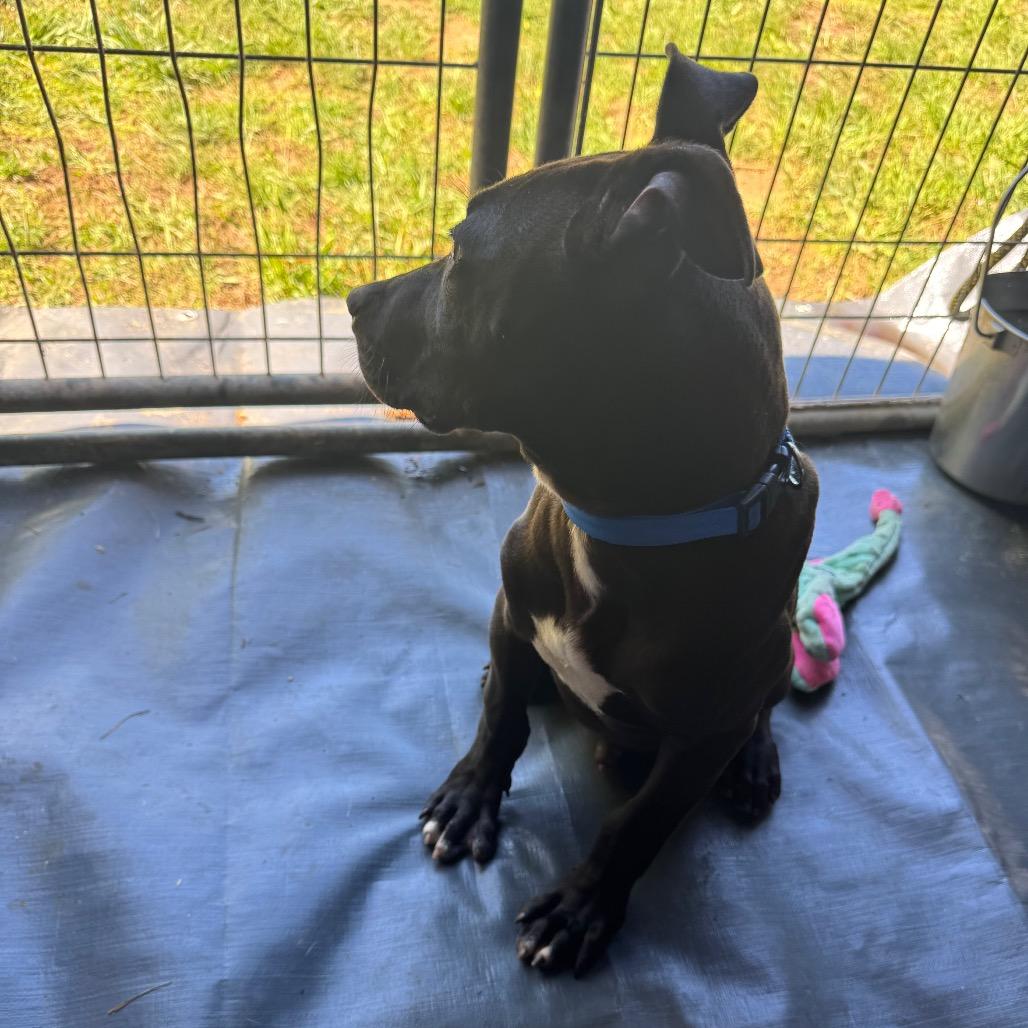 Enlarge Diesel, a Adoptable mixed breed in Blairsville, GA image 2/6