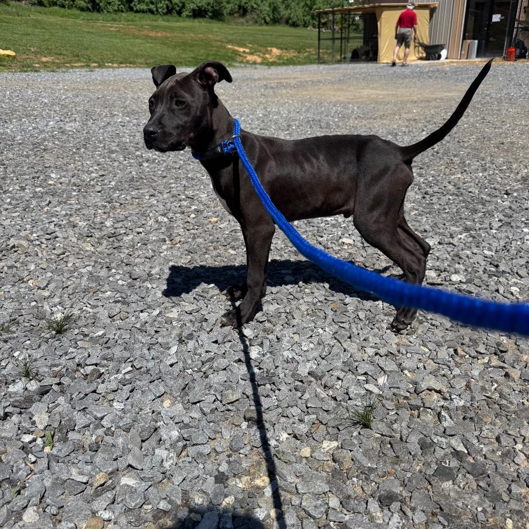 Enlarge Diesel, a Adoptable mixed breed in Blairsville, GA image 3/6