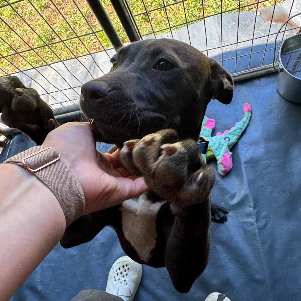 Enlarge Diesel, a Adoptable mixed breed in Blairsville, GA image 4/6