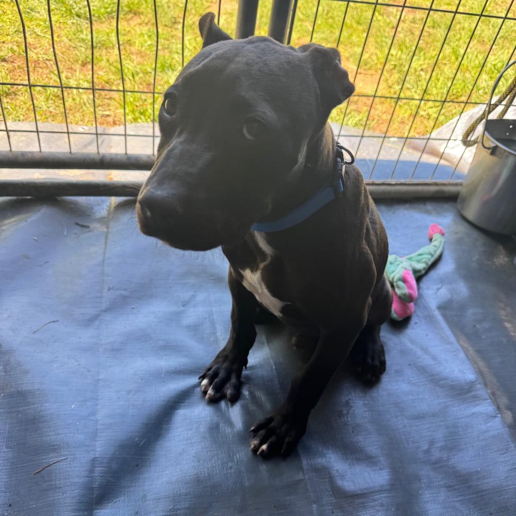 Enlarge Diesel, a Adoptable mixed breed in Blairsville, GA image 5/6