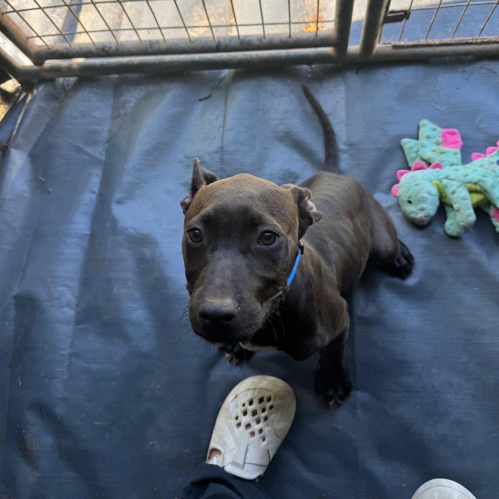 Enlarge Diesel, a Adoptable mixed breed in Blairsville, GA image 6/6