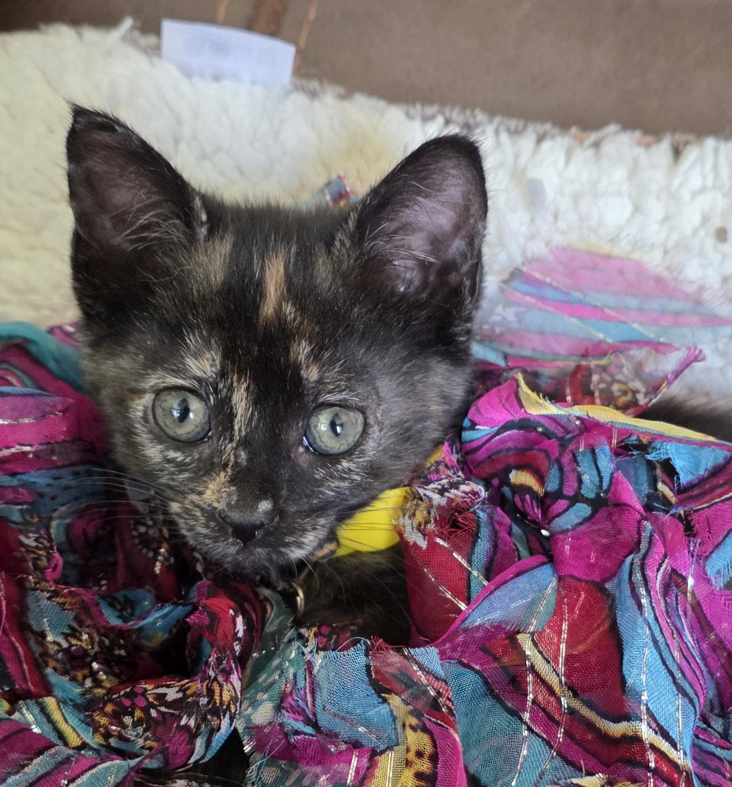 Enlarge Blair, a Adopted mixed breed in Magnolia Springs, AL image 2/3