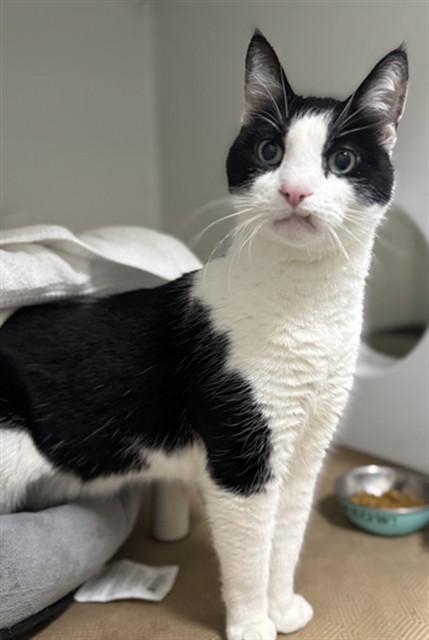 DOMINO, Adoptable, Senior Male Domestic Short Hair.