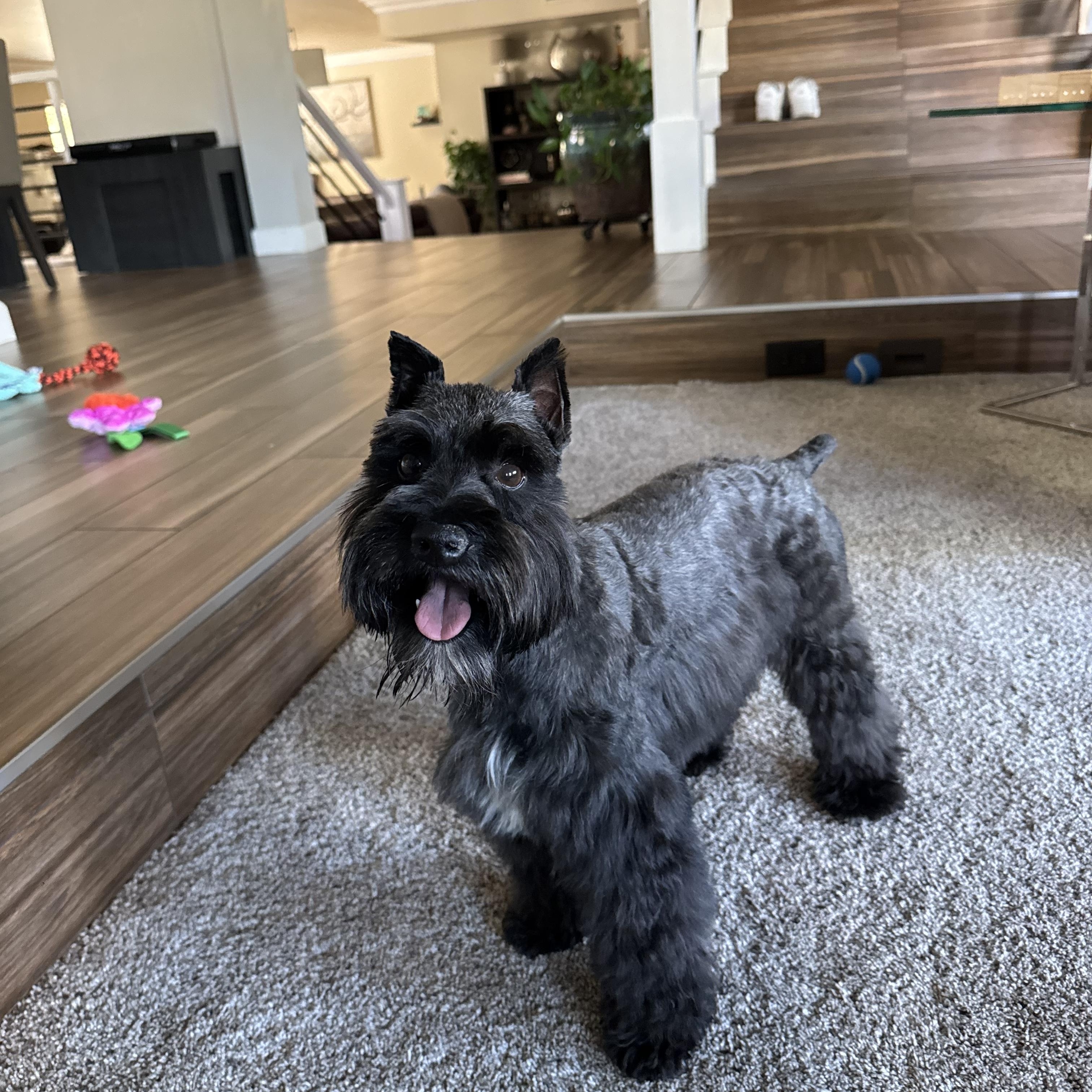 Rocco, Adopted, Adult Male Miniature Schnauzer.