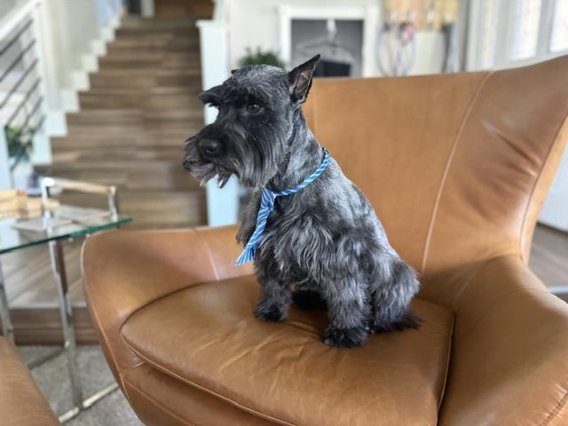 Enlarge Rocco, a Adopted Miniature Schnauzer in Las Vegas, NV image 4/4