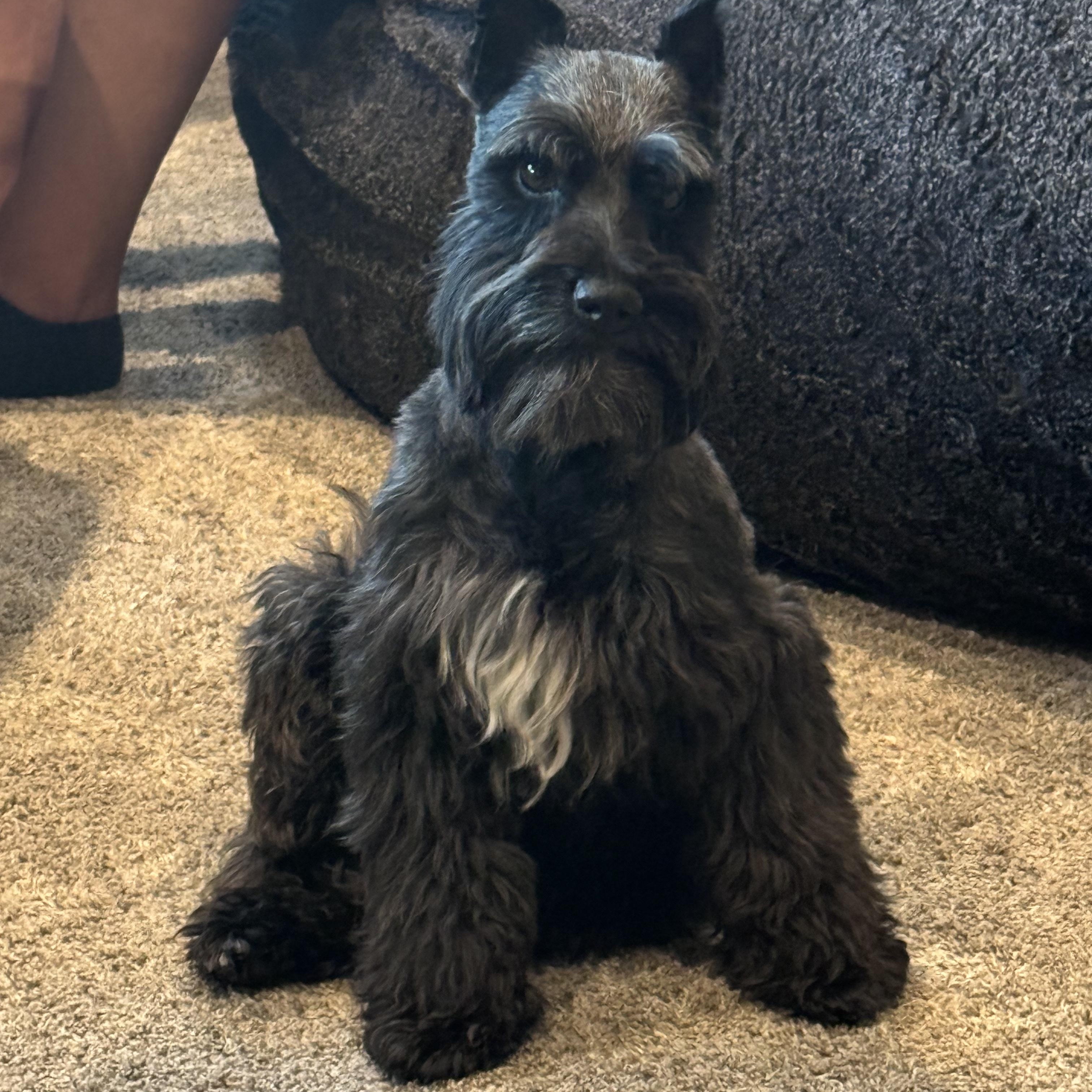 Enlarge Rocco, a Adopted Miniature Schnauzer in Las Vegas, NV image 3/4
