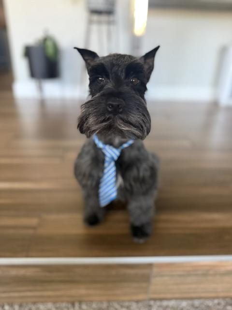Enlarge Rocco, a Adopted Miniature Schnauzer in Las Vegas, NV image 2/4