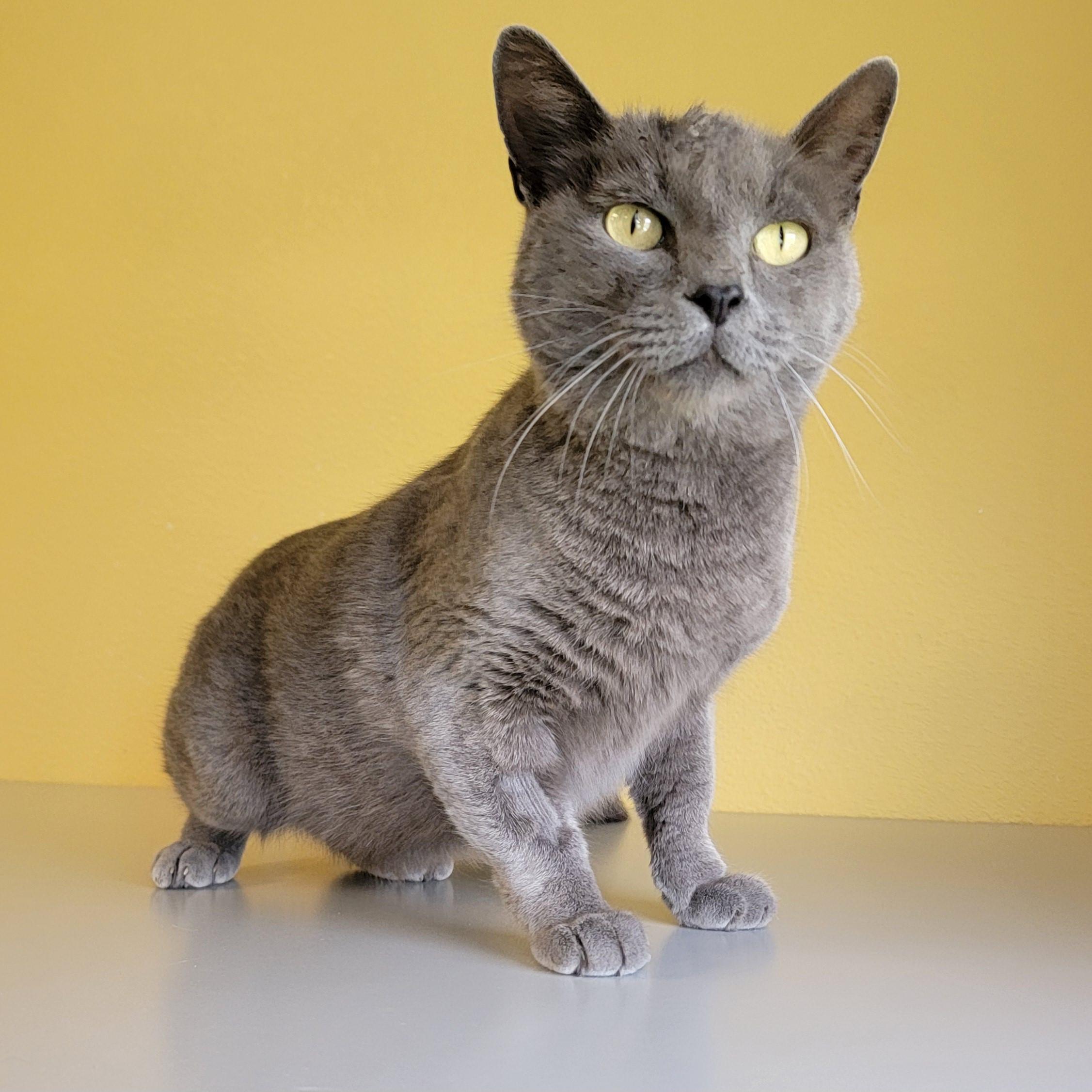 Titan, Adult Male unknown