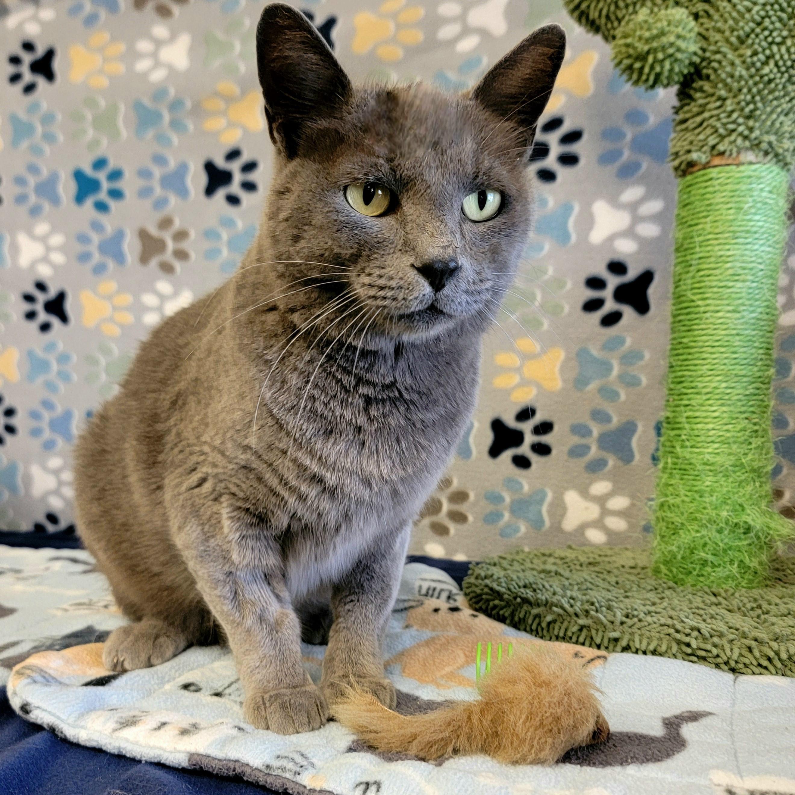Titan, an adoptable Domestic Short Hair in ALPINE, TX, 79830 | Photo Image 3