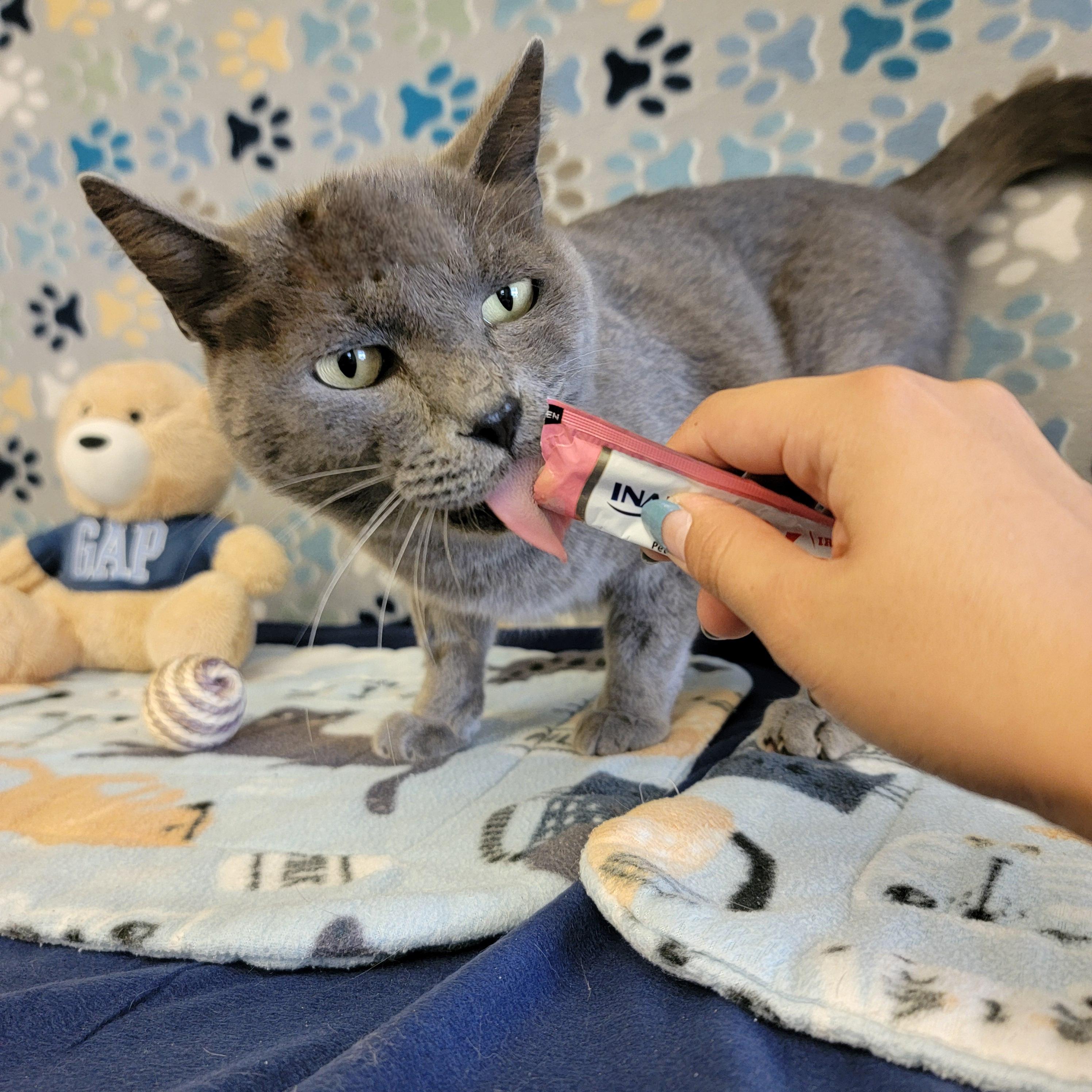 Titan, an adoptable Domestic Short Hair in ALPINE, TX, 79830 | Photo Image 5