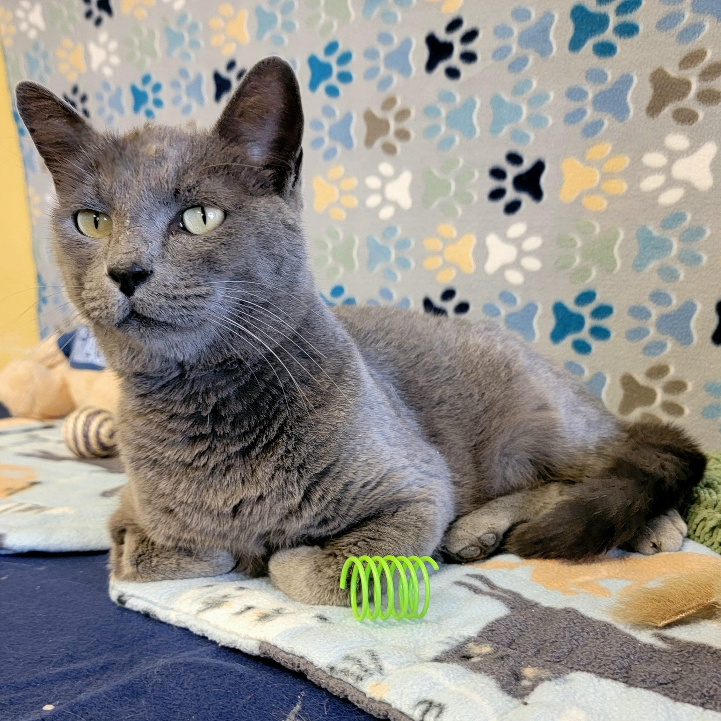 Titan, an adoptable Domestic Short Hair in ALPINE, TX, 79830 | Photo Image 2