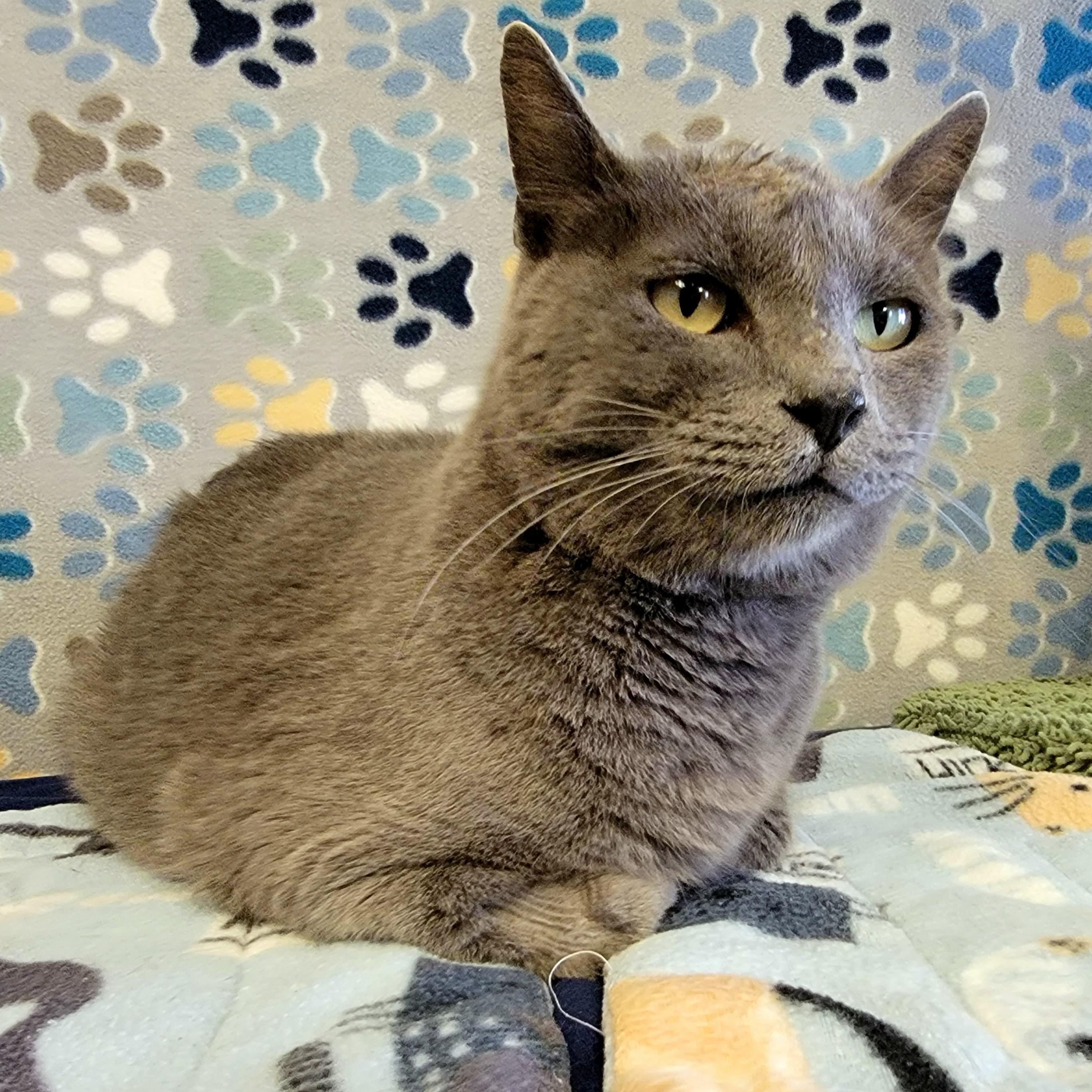 Titan, an adoptable Domestic Short Hair in ALPINE, TX, 79830 | Photo Image 4