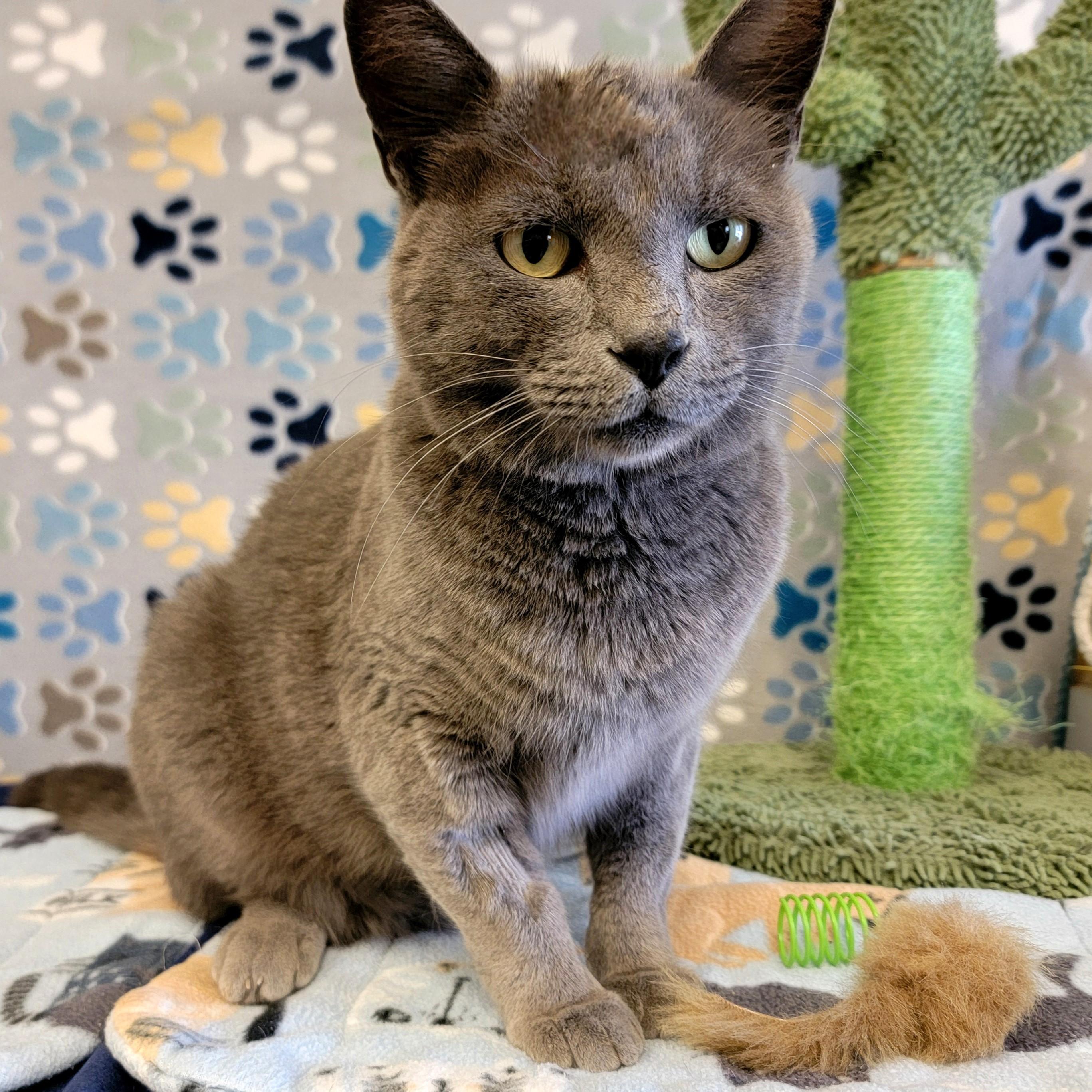 Titan, an adoptable Domestic Short Hair in ALPINE, TX, 79830 | Photo Image 6