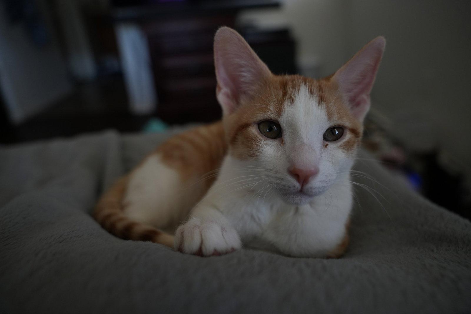 Enlarge Emmett, a Adopted Domestic Short Hair in Glendale, AZ image 1/3