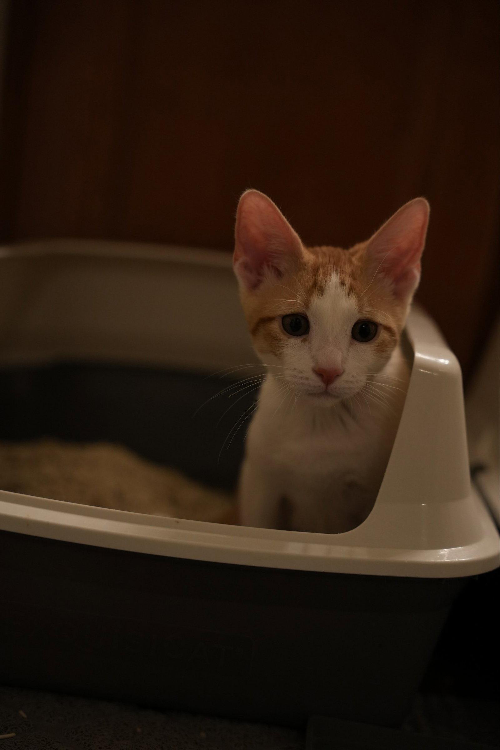 Enlarge Emmett, a Adopted Domestic Short Hair in Glendale, AZ image 2/3