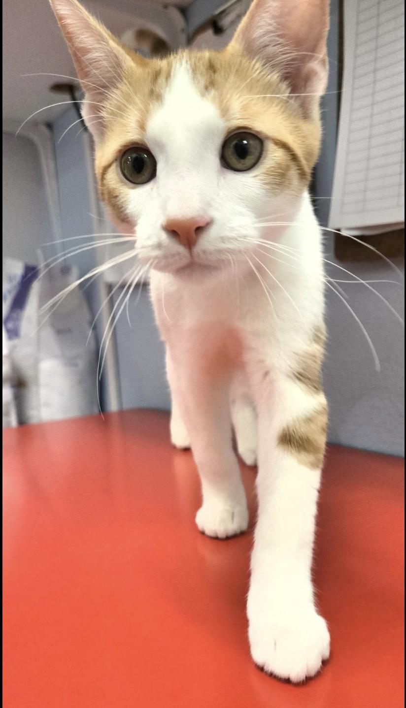 Enlarge Emmett, a Adopted Domestic Short Hair in Glendale, AZ image 3/3