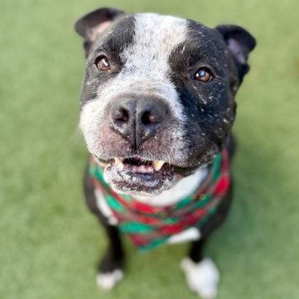 Roscoe, a Adoptable mixed breed in Largo, FL image 1/2