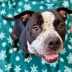 Roscoe, a Adoptable mixed breed in Largo, FL image 2/2