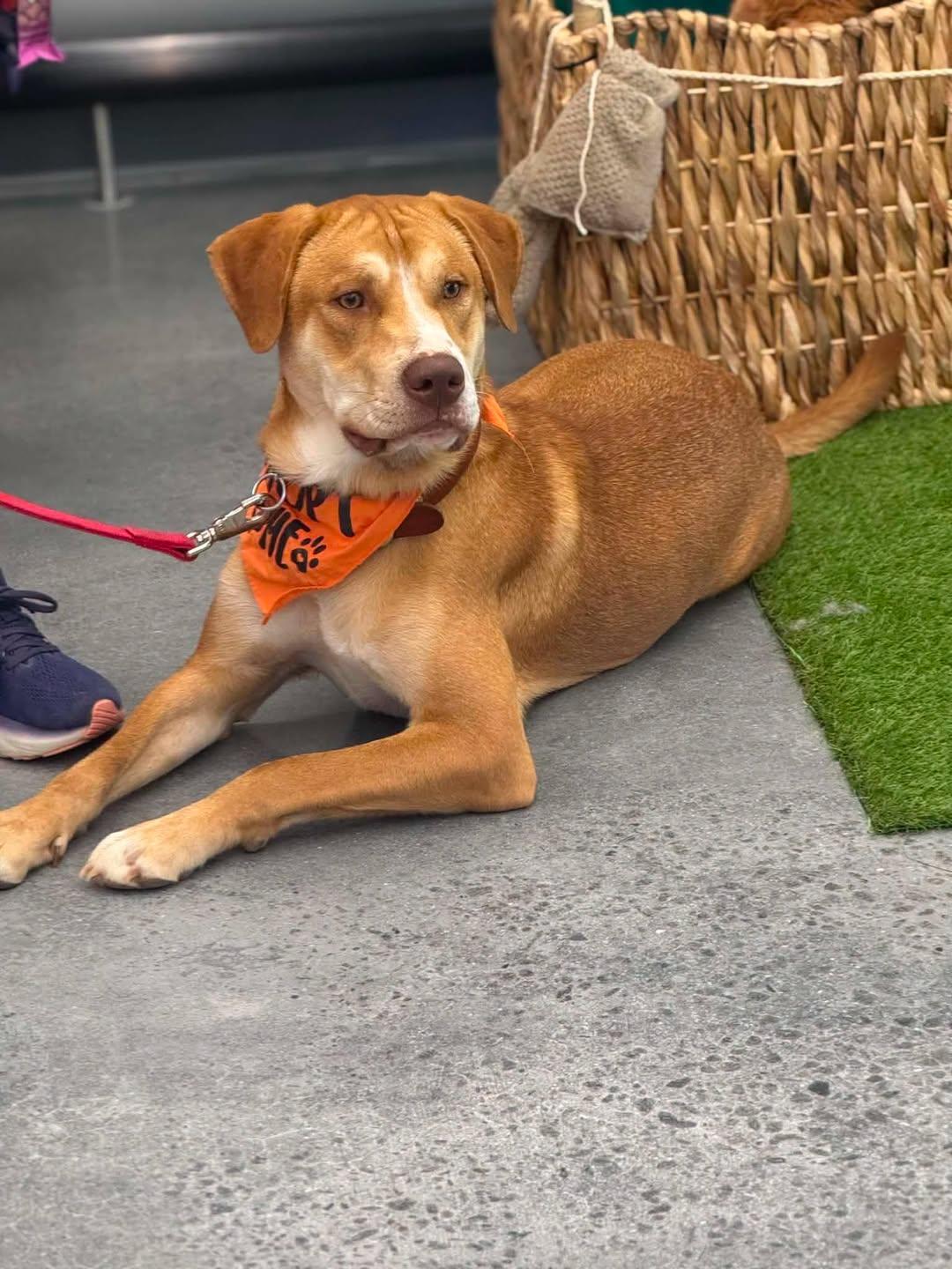 Raptor, Adoptable, Young Male Mixed Breed.