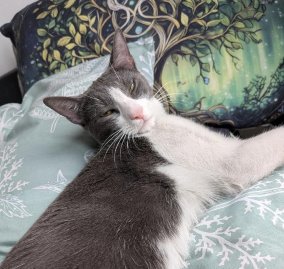 Enlarge Sonya, a Adoptable Domestic Short Hair in Bayonne, NJ image 2/4