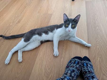 Enlarge Sonya, a Adoptable Domestic Short Hair in Bayonne, NJ image 4/4