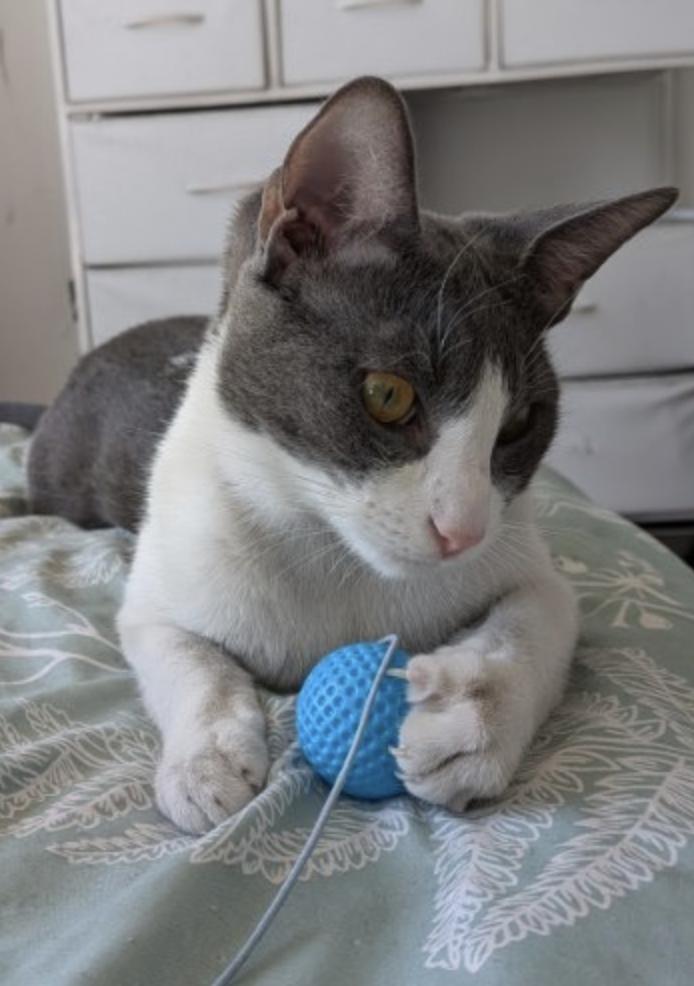 Enlarge Sonya, a Adoptable Domestic Short Hair in Bayonne, NJ image 3/4