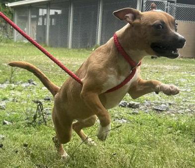 260560 Gillian, Adoptable, Puppy Male Terrier.
