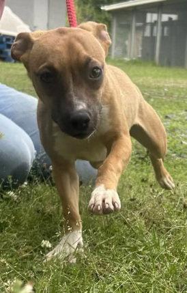 260560 Gillian, a Adoptable Terrier in Wetumpka, AL image 2/2