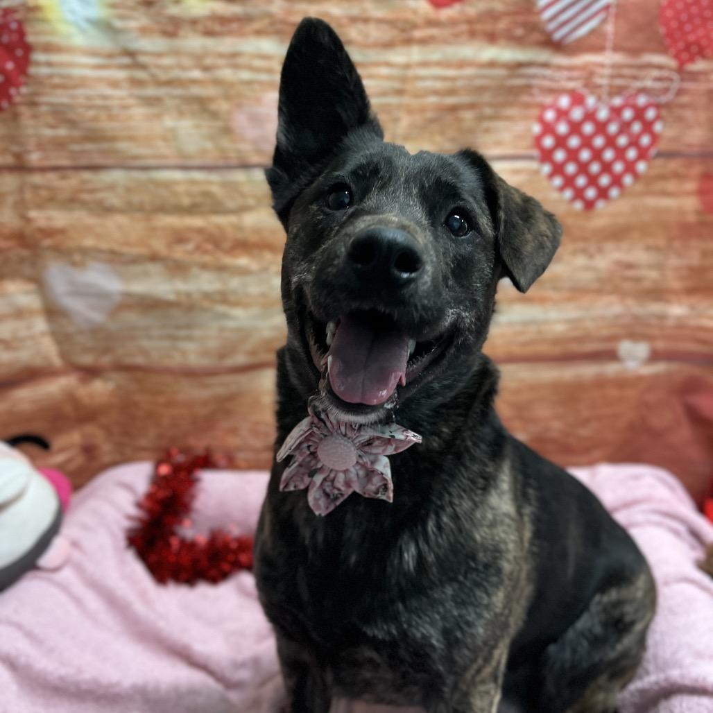 Millie, Adoptable, Adult Female Shepherd & Pit Bull Terrier.