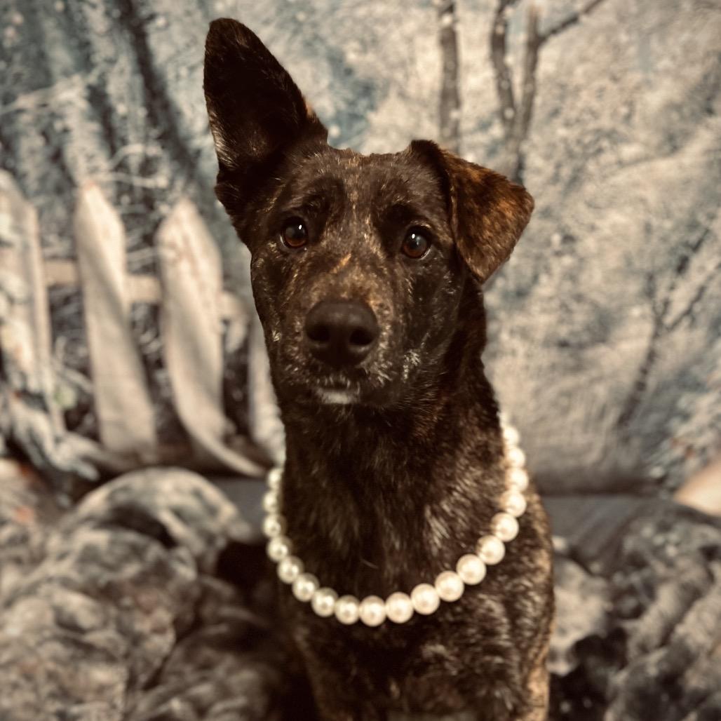 Enlarge Millie, a Adoptable mixed breed in Harrisville, WV image 2/3