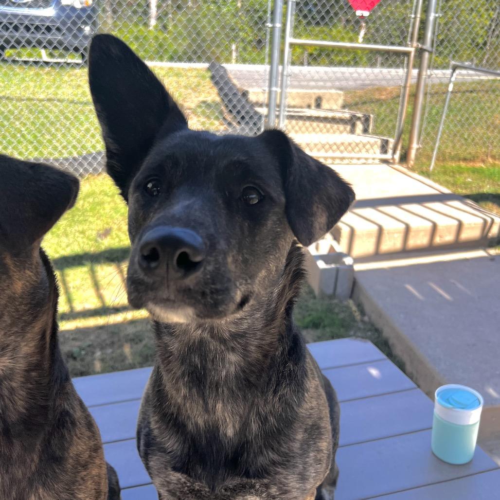 Enlarge Millie, a Adoptable mixed breed in Harrisville, WV image 3/3