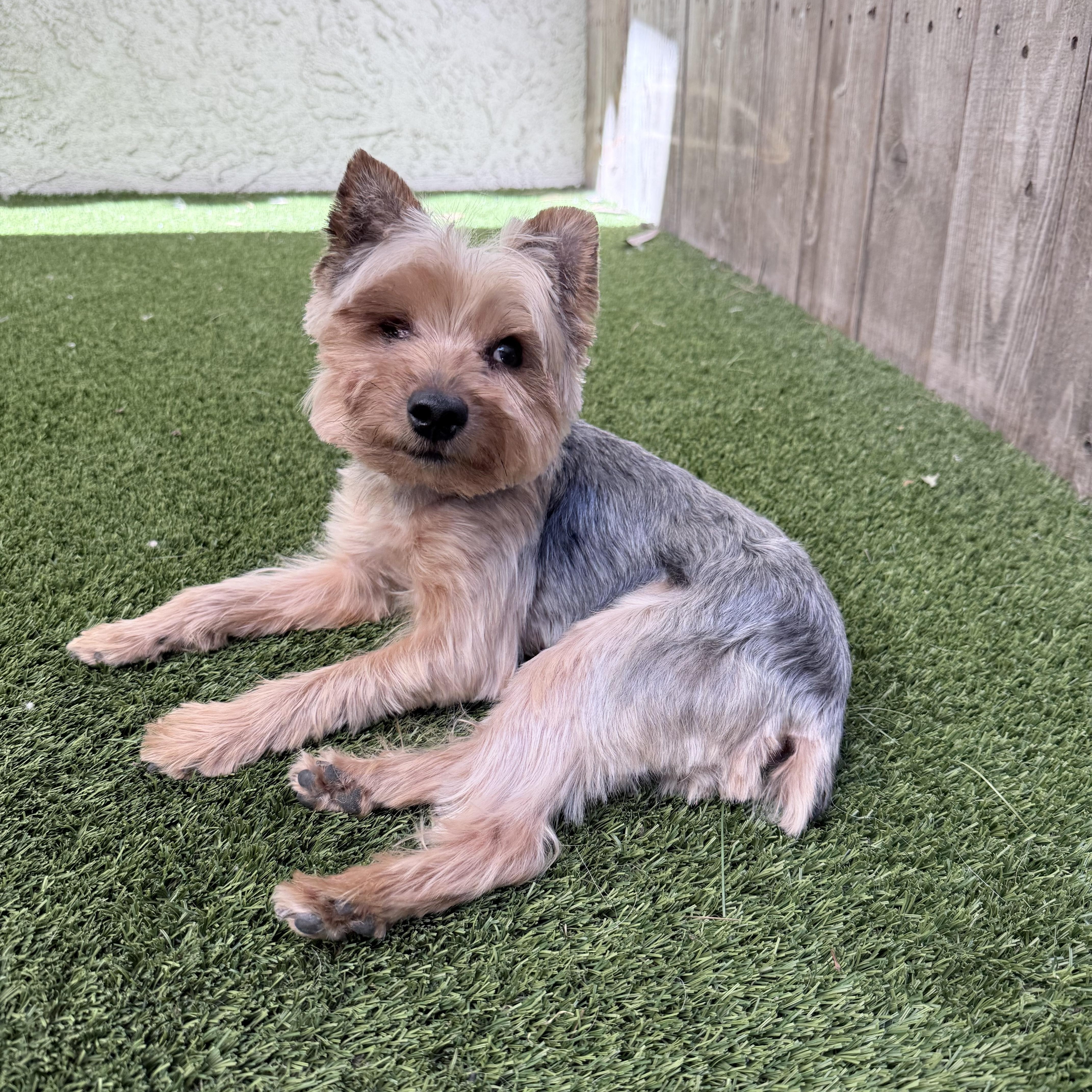 Popeye, Adoptable, Adult Male Yorkshire Terrier.