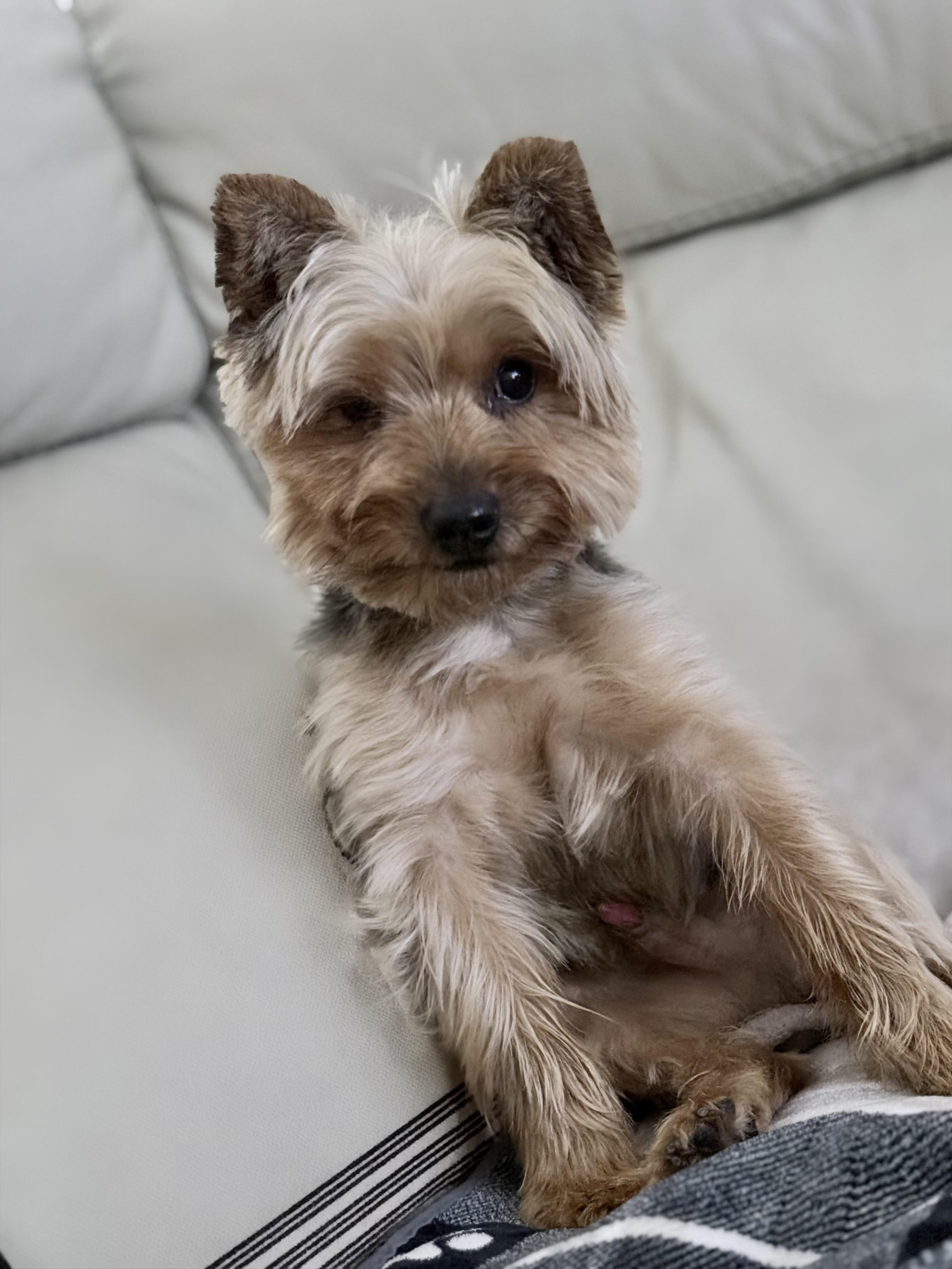 Popeye, Adoptable, Adult Male Yorkshire Terrier.