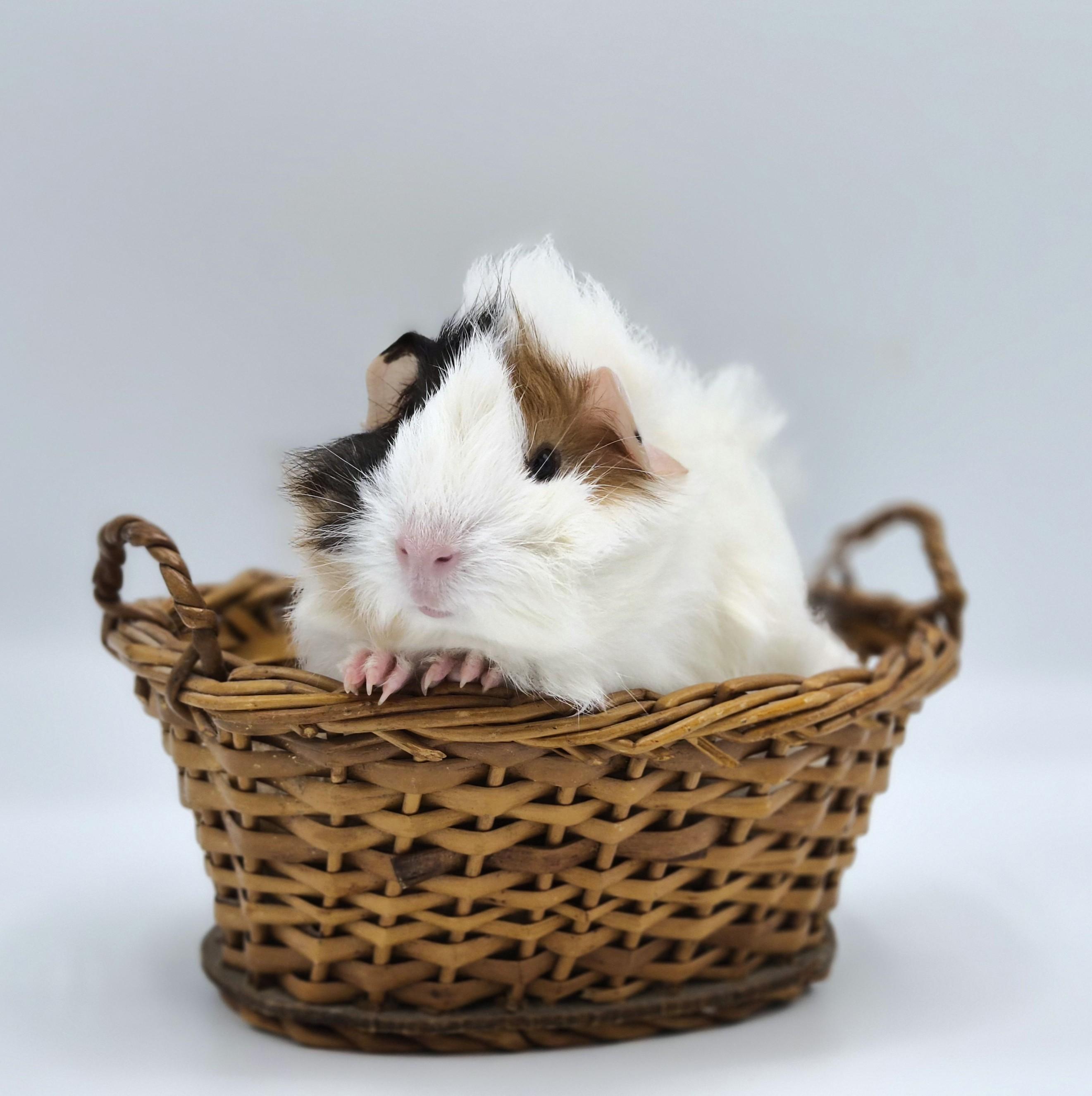 Enlarge Anne, an adopted mixed breed in Angleton, TX image 2/2