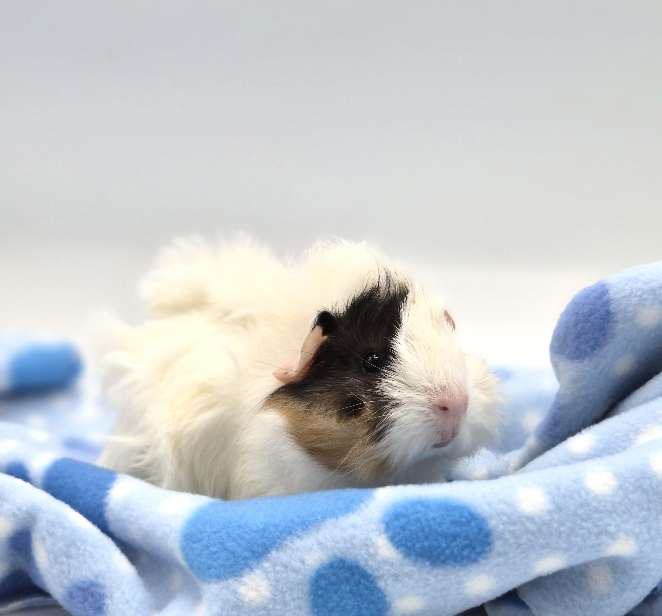 Enlarge Anne, an adopted mixed breed in Angleton, TX image 1/2