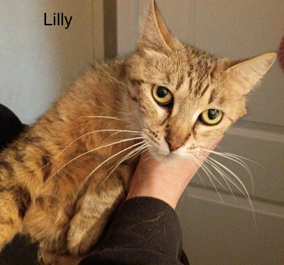 Enlarge Lilly, a Adoptable Tabby in Livonia, MI image 2/3