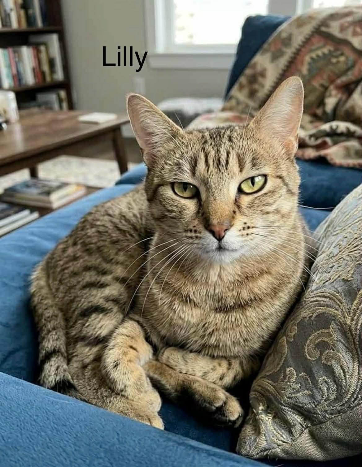 Lilly, Adoptable, Young Female Tabby.