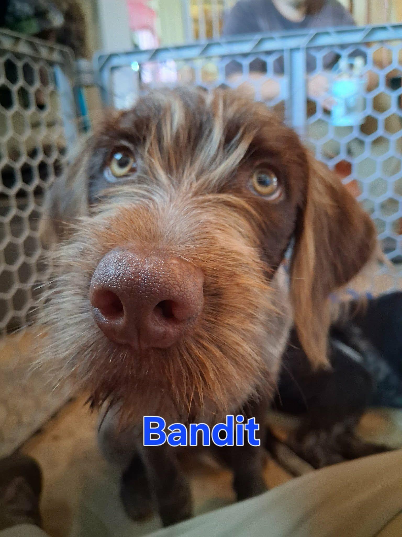 Bandit, Adopted, Young Male Wirehaired Pointing Griffon.