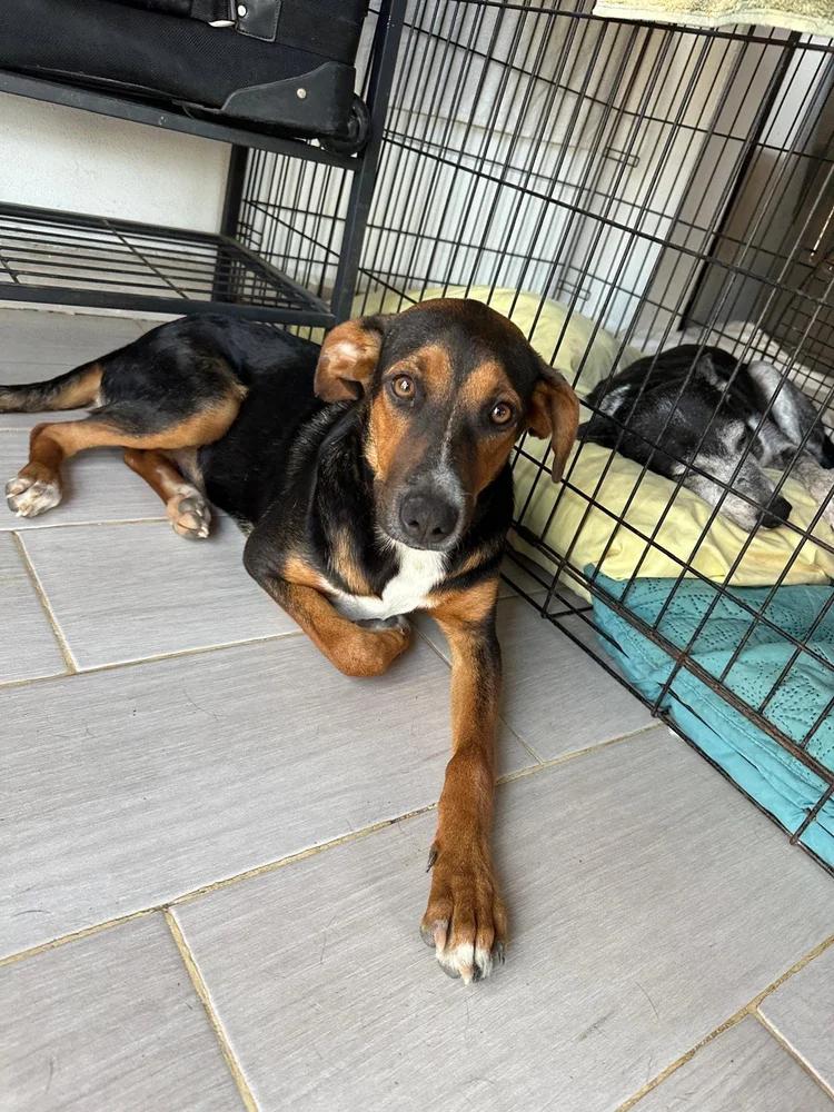 Enlarge Saint, a Adoptable mixed breed in Comox, BC image 3/6