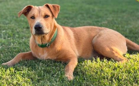 Enlarge Sparrow, a ADOPTABLE Mixed Breed in Chickasha, OK image 1/1