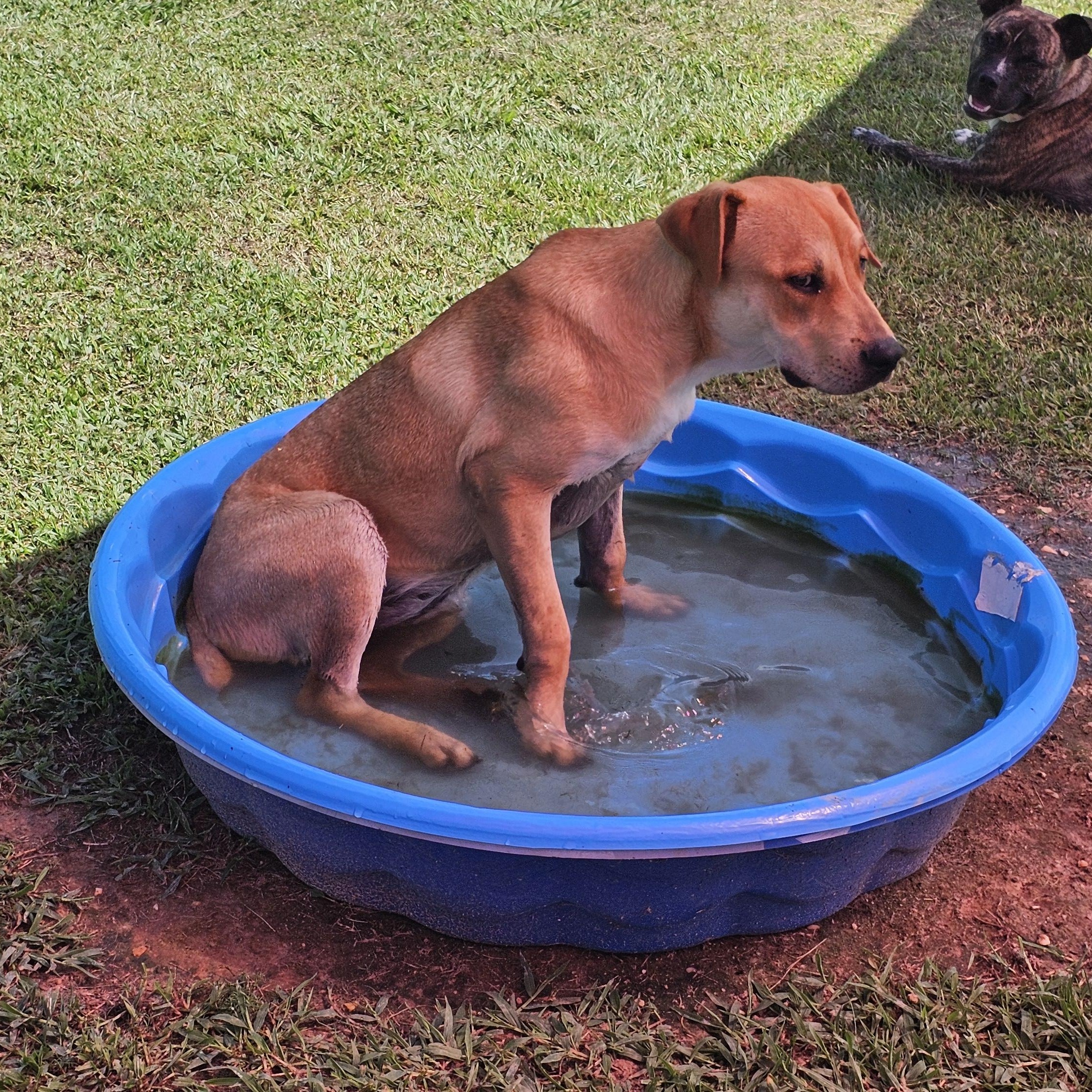 Enlarge Mokie, a Adoptable mixed breed in Sheridan, AR image 3/4