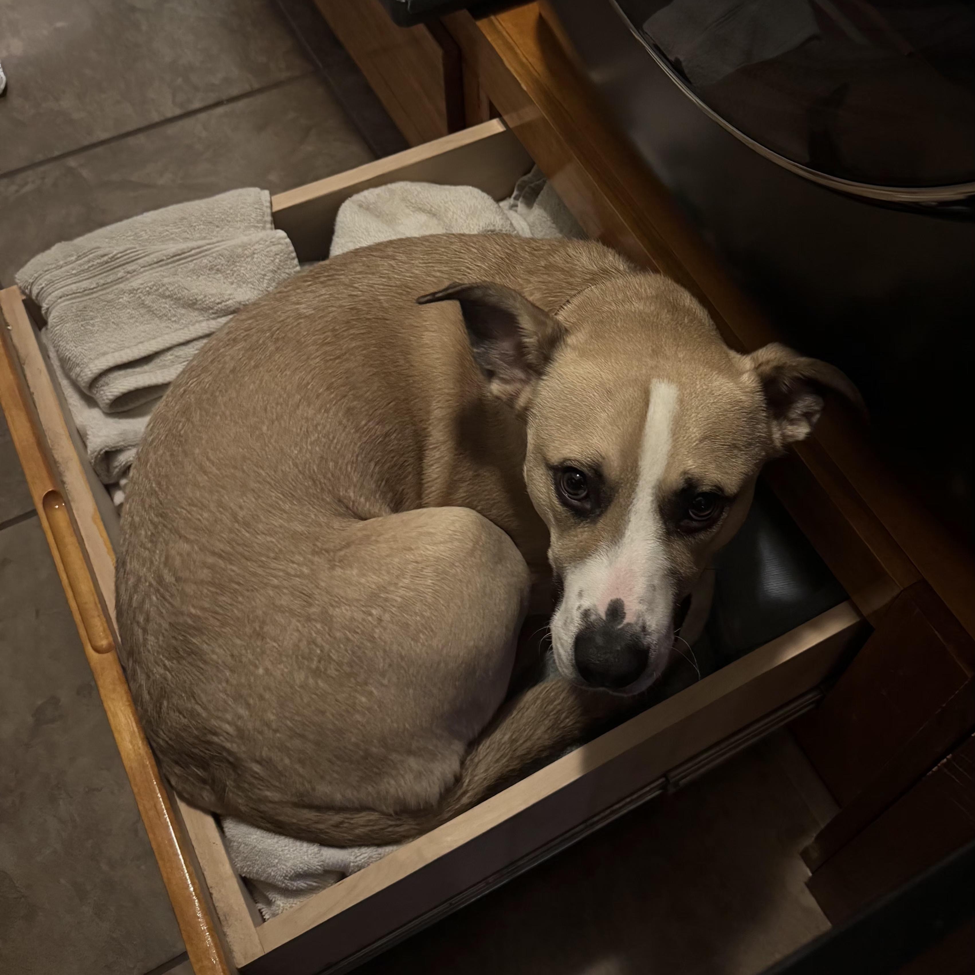Enlarge LINUS  D3601-br, a Adoptable mixed breed in Burlington, WA image 6/6
