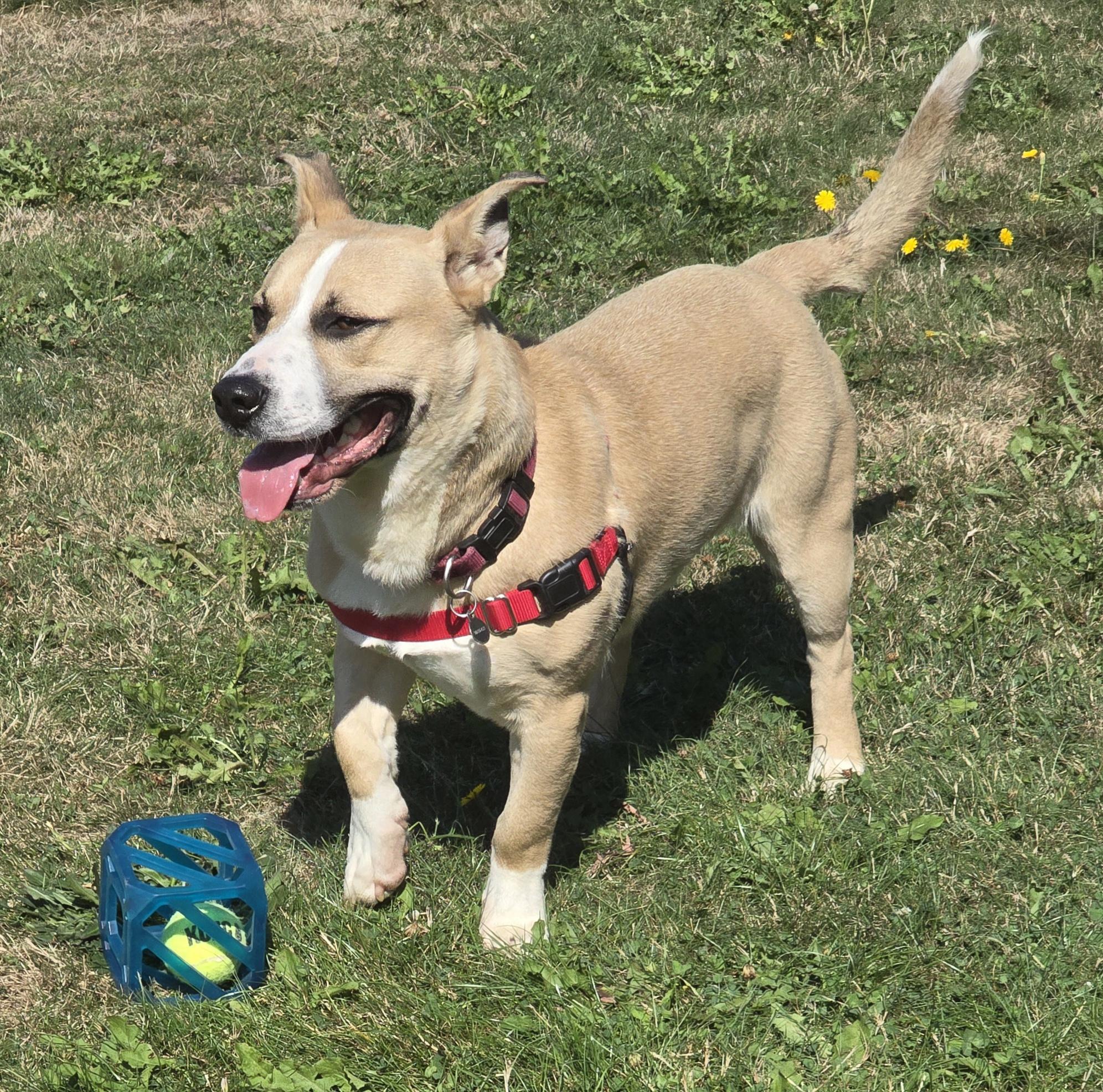 LINUS D3601-br, Adoptable, Adult Male Husky & Corgi.