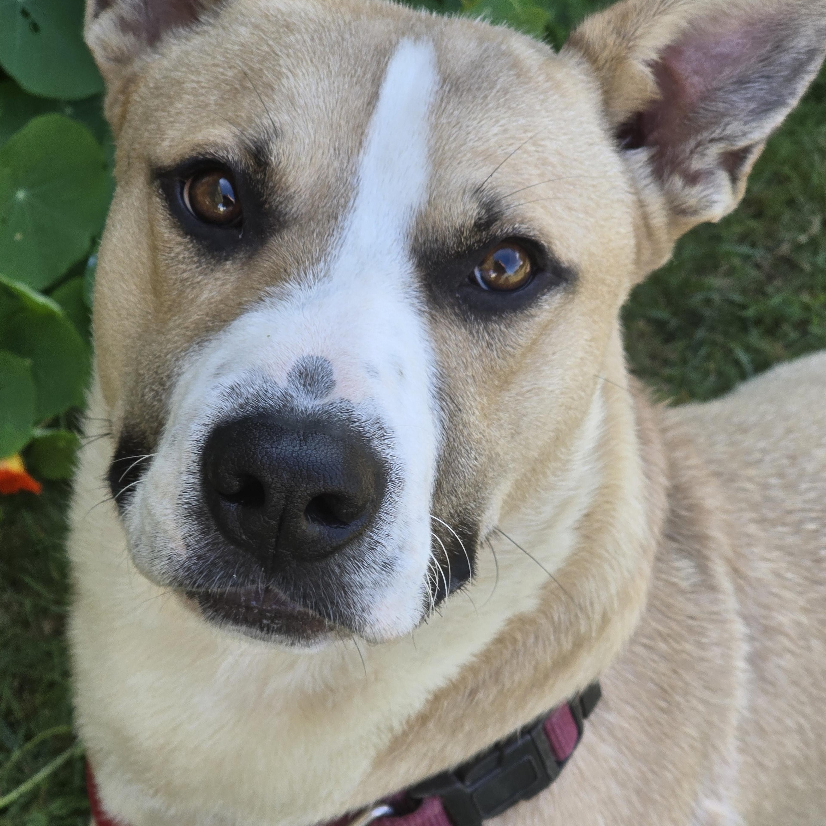 LINUS D3601br, Adoptable, Adult Male Husky & Corgi.
