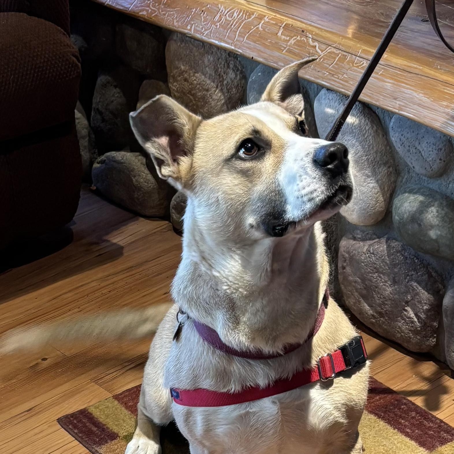 LINUS D3601br, a Adoptable mixed breed in Burlington, WA image 4/6