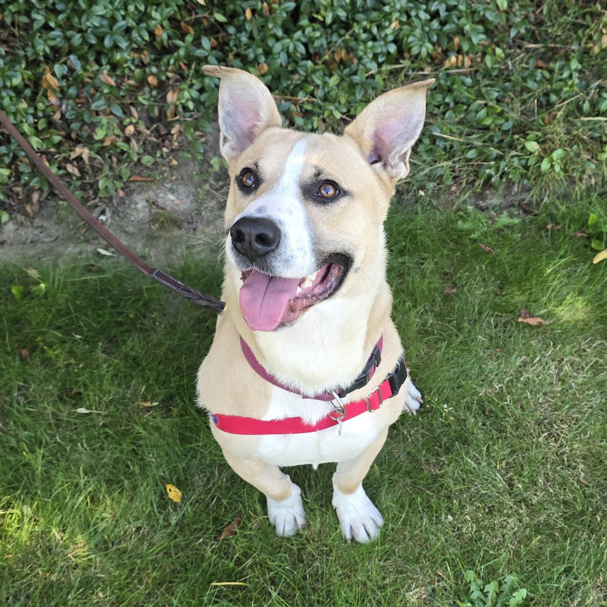 LINUS D3601br, a Adoptable mixed breed in Burlington, WA image 2/6